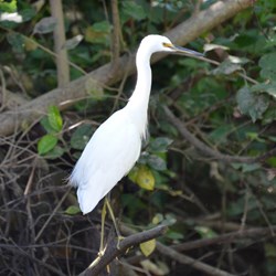 Ardea alba 