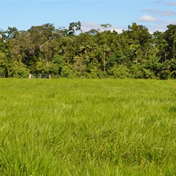 The Field where the bomb landed 