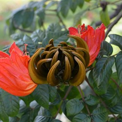Unusual Flower 