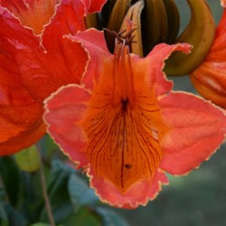 A closer look inside the flower 