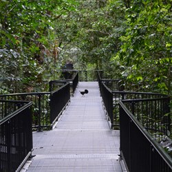 Walkway at Mossman Gorge 