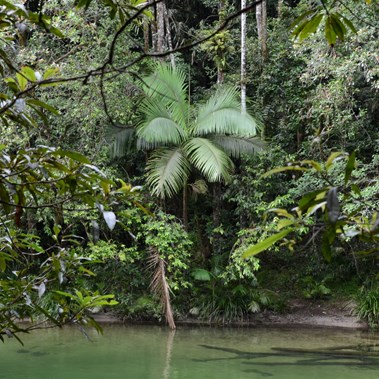 Mossman Gorge Vegetation 