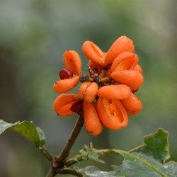 Hairy Red Pittosporum 