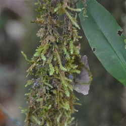 Another Type of Moss