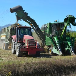 Cane Harvest in full swing 