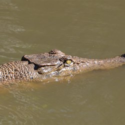 Cairns Crocodile Breeding Park 