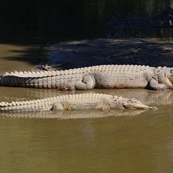 Pair of Breeding Adult Crocodiles 