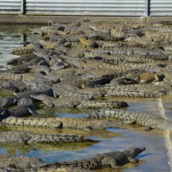 Pens of young crocodiles 