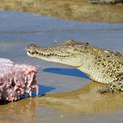 The young crocodiles are fed on frozen chicken blocks 