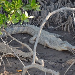 Wild crocodile amongst the mangroves 