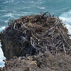 Sea Eagles nest on the edge of the cliff
