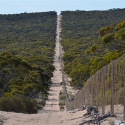 Heading North along the Dog Fence back to the Eyre Highway