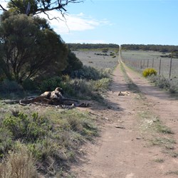 At first I thought the young Wedge Tail Eagle was going to fly off
