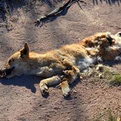 This dead Dingo did not survive the trap