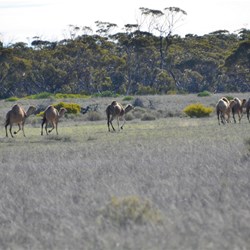 A small mob of camels in the Conservation Park