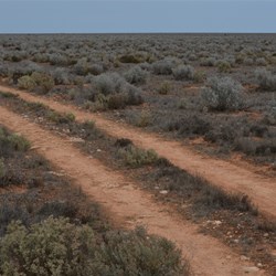 Bluebush was now the dominant vegetation
