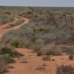 Passing through the old Vermin Fence