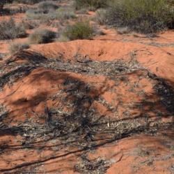 Mallee Fowl nest near the Airstrip