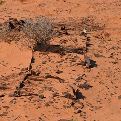 Remains Remains of Old Water tins at the site where Daisy Bates lived