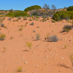 All the dunes are covered in rock Chipping's from thousands of years occupation by Aboriginals