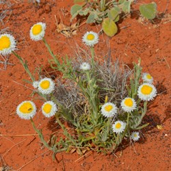 The Great Victoria Desert was in full bloom