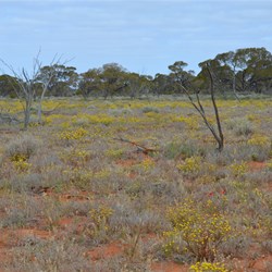 The unreal Great Victoria Desert