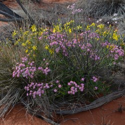 Ever changing colours of the Great Victoria Desert