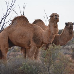 The locals were photographic