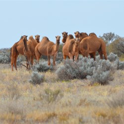 A larger mob of camels near the 300 Mile Markers