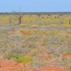 East of Emu on the Anne Beadell Highway