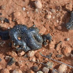 This sand went to black glass at Totem 1