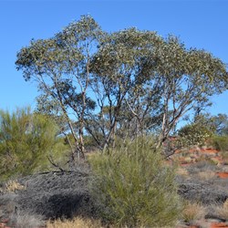 Mallee on the edge of the Anne Beadell Highway