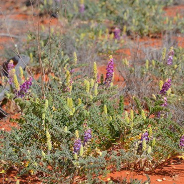 Ever changing flora along the Anne Beadell Highway