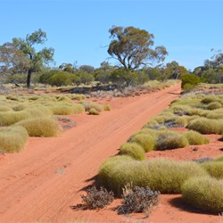 The first large patches of Spinifew still heading west along the Anne Beadell Highway