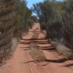 There are sections of the Anne Beadell where it gets quite close to the sides of your vehicle