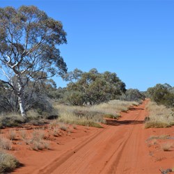 The Marble Gums start to make a feature along the Anne Beadell Highway