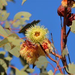Ooldea Mallee in flower on top of Voakes Hill