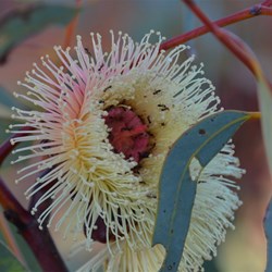 Ooldea Mallee flower
