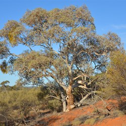 Marble Gum on top of the sand dune at Voakes Hill