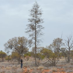 Very overcast conditions at the Christmas Tree Mulga stand