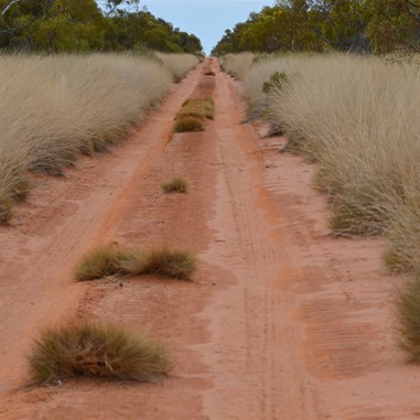 The Spinifex was very high on the side of the track in this section