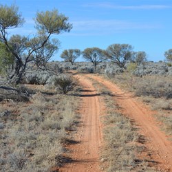 The Bluebush was now the dominant vegetation with still a few Mulga trees