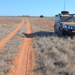 Back into native grasses