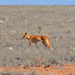 Even this Dingo finds it a very hard life out here on the Nullarbor Plain - North of Cook