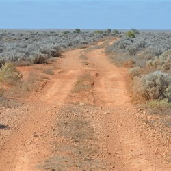 Bluebush now all the way into Cook