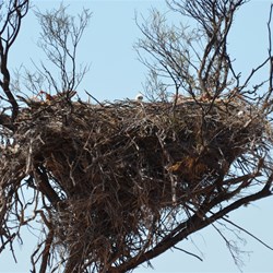 Baby Wedge Tail Eagle checking out the strangers on the Block