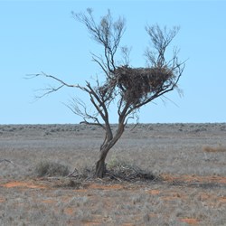 This very small tree was used for the Wedge Tail Eagle nest
