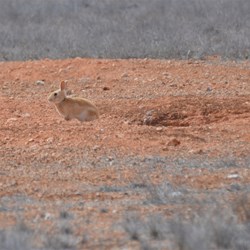 The Rabbits out here were in the Hundreds and Hundreds