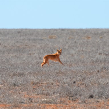 This Dingo was off the moment that it heard our vehicle coming