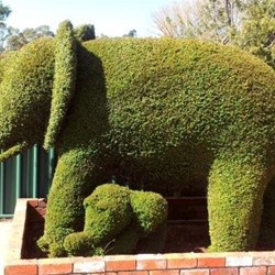 Topiary in Railton